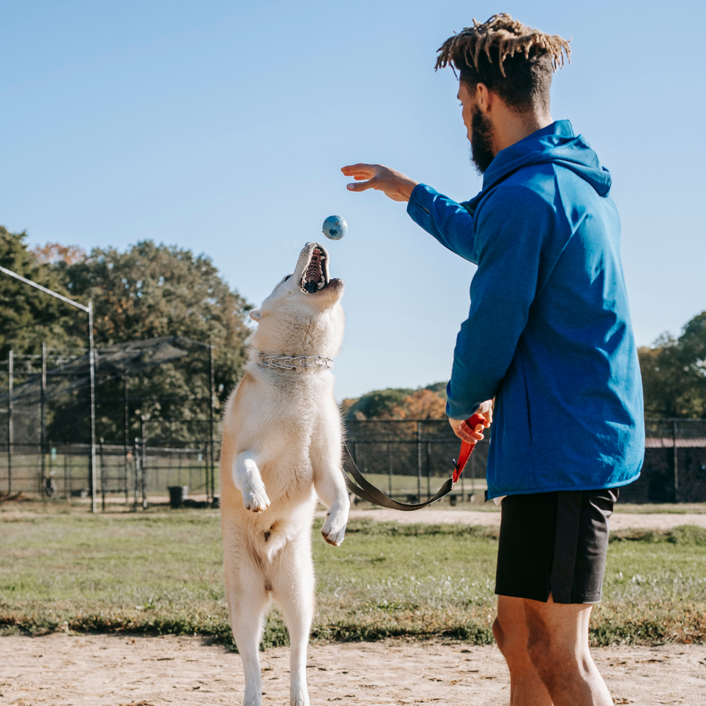 Dog accessories